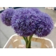 ALLIUM IMP. PINBALL WIZARD 80 IMP                 