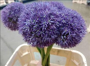 ALLIUM IMP. PINBALL WIZARD 80 IMP                 
