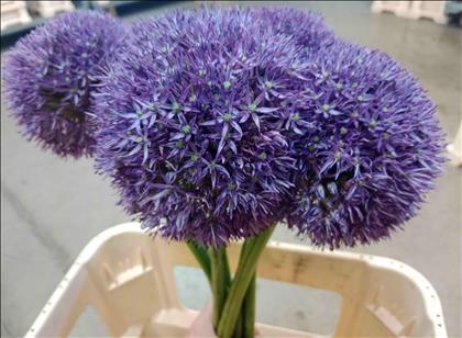ALLIUM IMP. PINBALL WIZARD 80 IMP                 