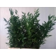 Verde RUSCUS ITALIA 150GR/60CM PEQUEÑO            