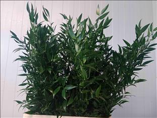Verde RUSCUS ITALIA 150GR/60CM PEQUEÑO            
