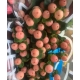 HYPERICUM COCO  TIAMO 60 IMP.                     