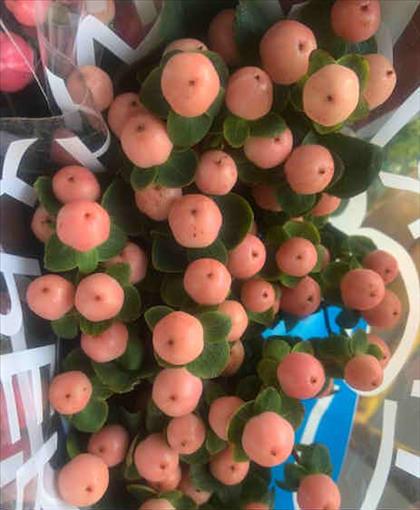 HYPERICUM COCO  TIAMO 60 IMP.                     