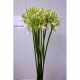 AGAPANTHUS BLANCO IMPORTACION HOLANDA             