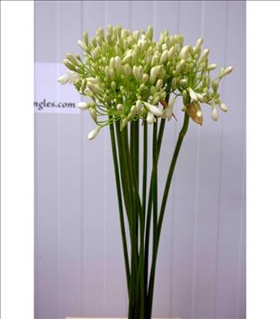 AGAPANTHUS BLANCO IMPORTACION HOLANDA             