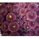 CRISANTEMO .SANTINI GRANATE RED PURPETTA IMP.HOLAN