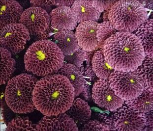 CRISANTEMO .SANTINI GRANATE RED PURPETTA IMP.HOLAN