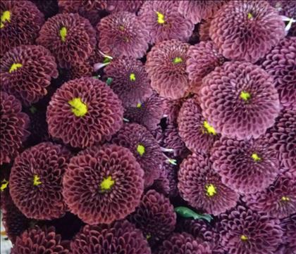 CRISANTEMO .SANTINI GRANATE RED PURPETTA IMP.HOLAN