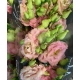 LISIANTHUS.ROSA LISANNE PINK                      