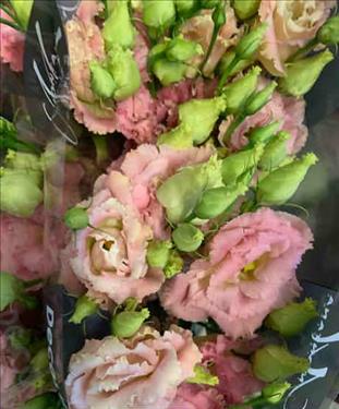 LISIANTHUS.ROSA LISANNE PINK                      