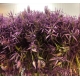 ALLIUM IMP. ATLAS 70CM                            