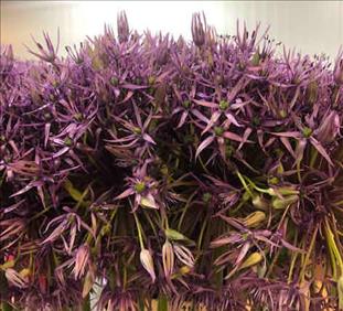 ALLIUM IMP. ATLAS 70CM                            