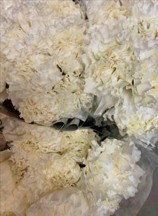 CLAVEL.FANCY BLANC X20 TALLOS                     