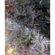 LIMONIUM MALVA SKYLIGHT 80 IMP.                   