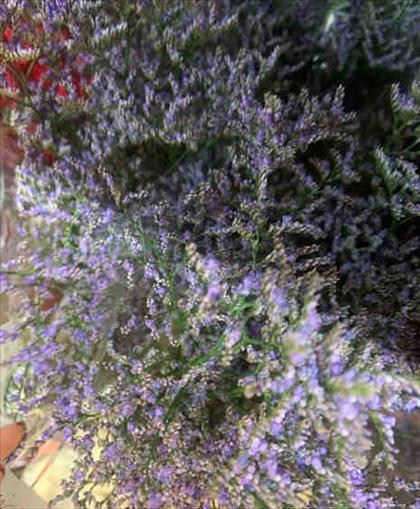 LIMONIUM MALVA SKYLIGHT 80 IMP.                   