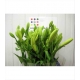 LILIUM LA. NASHVILLE AMARILLO IMPORTACION HOLANDA 