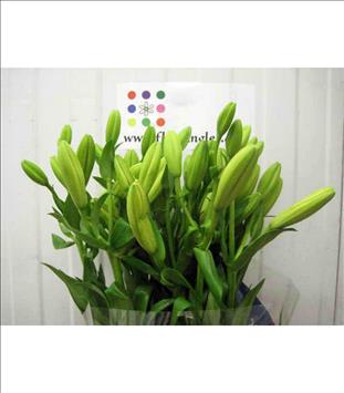 LILIUM LA. NASHVILLE AMARILLO IMPORTACION HOLANDA 