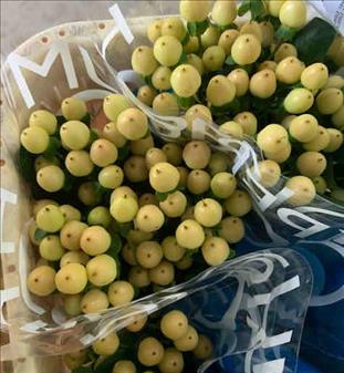 HYPERICUM SALMON COCO GELATO 60/70 IMPORTACION HOL