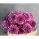 CRISANTEMO ROSA FABIENNE                          
