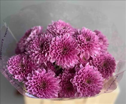 CRISANTEMO ROSA FABIENNE                          