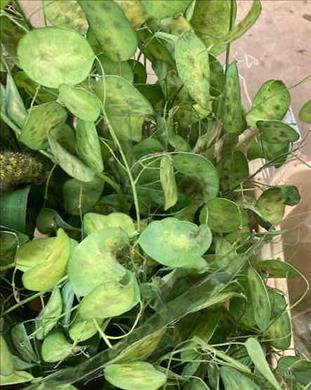 LUNARIA IMPORTACION HOLANDA                       