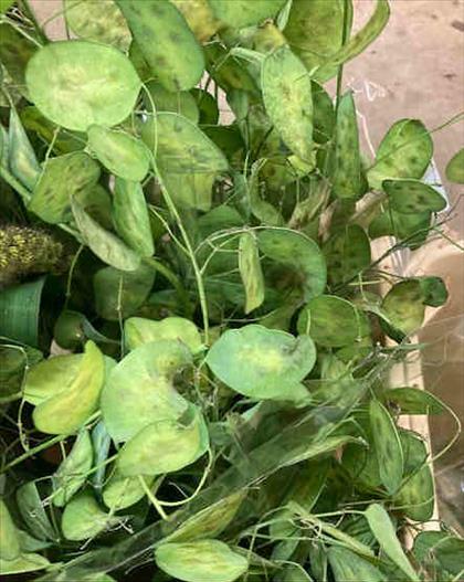 LUNARIA IMPORTACION HOLANDA                       