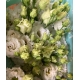 LISIANTHUS.BLANCO ALISSA PURE WHITE IMP           