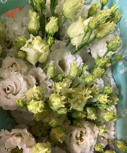 LISIANTHUS.BLANCO ALISSA PURE WHITE IMP           