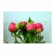 PEONIA CORAL CHARM IMP.FUXIA a SALMON¡¡           