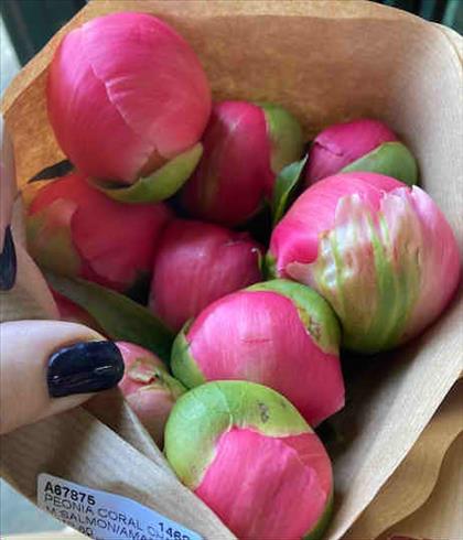 PEONIA CORAL CHARM IMP.FUXIA a SALMON¡¡           