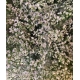 LIMONIUM BLANCO WHITE NETO /80 CLEAR DIAMOND      