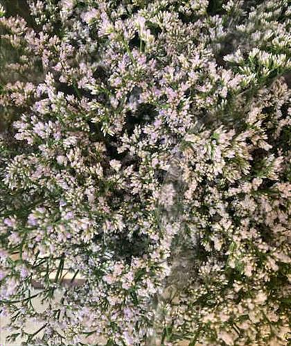 LIMONIUM BLANCO WHITE NETO /80 CLEAR DIAMOND      