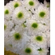 CRISANTEMO BLANCO COMANDER                        