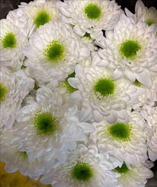 CRISANTEMO BLANCO COMANDER                        