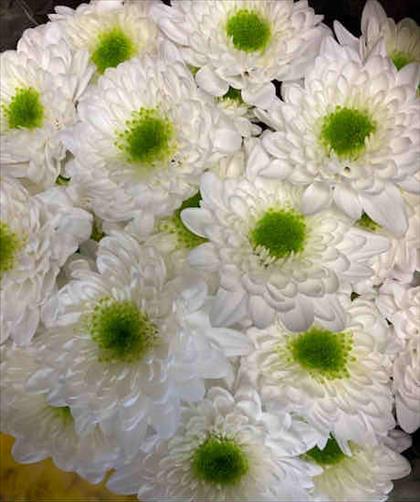 CRISANTEMO BLANCO COMANDER                        