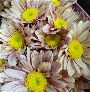 CRISANTEMO SALMON SERENITY SWEET PEACH            