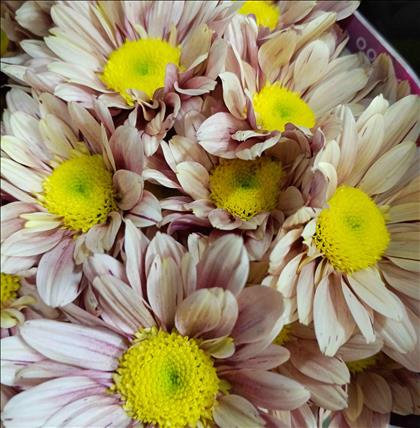 CRISANTEMO SALMON SERENITY SWEET PEACH            