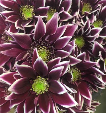 CRISANTEMO BICOLOR ROJO/BLANCO BOLTE              