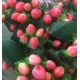 HYPERICUM SALMON MAGICAL ROYAL PRINCESS IMPORTACIO