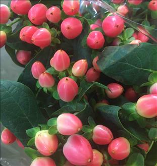 HYPERICUM SALMON MAGICAL ROYAL PRINCESS IMPORTACIO