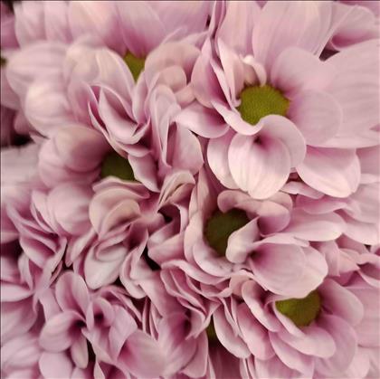 CRISANTEMO ROSA PRECIOUS                          