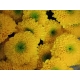 CRISANTEMO AMARILLO LETITBE BOTON                 