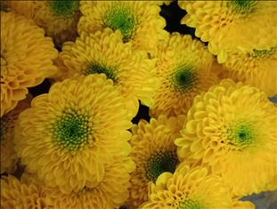 CRISANTEMO AMARILLO LETITBE BOTON                 