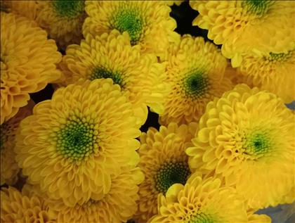 CRISANTEMO AMARILLO LETITBE BOTON                 