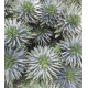 ERYNGIUM AZUL SCORPIUS QUESTAR 70CM IMPORTACION HO