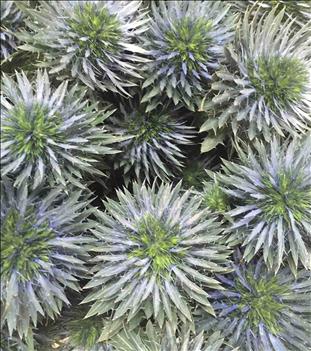 ERYNGIUM AZUL SCORPIUS QUESTAR 70CM IMPORTACION HO