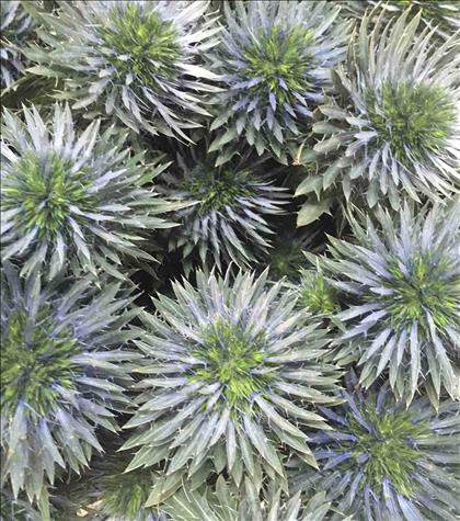 ERYNGIUM AZUL SCORPIUS QUESTAR 70CM IMPORTACION HO