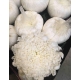 CRISANTEMO.UNIFLORA BLANCO TUTU IMPORTACION HOLAND