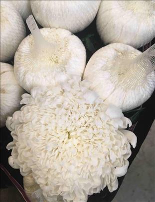 CRISANTEMO.UNIFLORA BLANCO TUTU IMPORTACION HOLAND