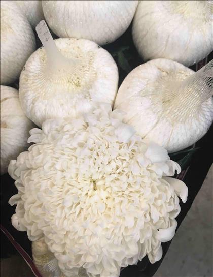 CRISANTEMO.UNIFLORA BLANCO TUTU IMPORTACION HOLAND